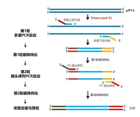 ARMS PCR——基因突变检测新技术！