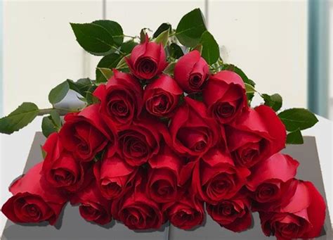11朵粉色玫瑰花语(这3种代表爱情的花，在家就能养，一开就是好几个月) - 【爱喜匠】