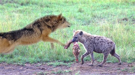 横行非洲大草原的鬣狗，除了狮子之外，它还有天敌吗？|鬣狗|狮子|天敌_新浪新闻