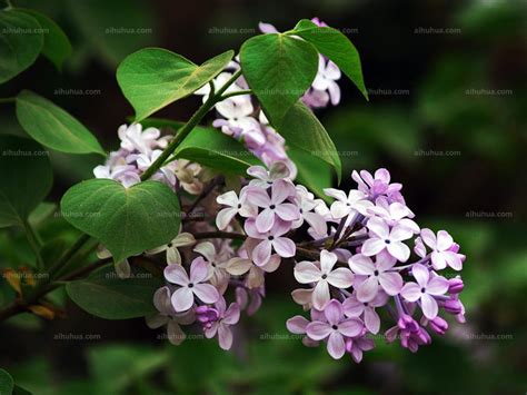 丁香花图片-自然中的紫丁香花特写素材-高清图片-摄影照片-寻图免费打包下载