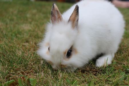 宠物兔品种-最受欢迎的十大宠物兔-如何饲养宠物兔