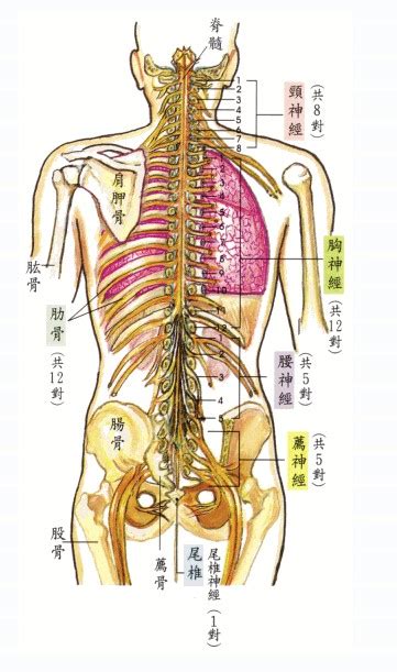 人体背部位解剖图谱-人体解剖图,_医学图库
