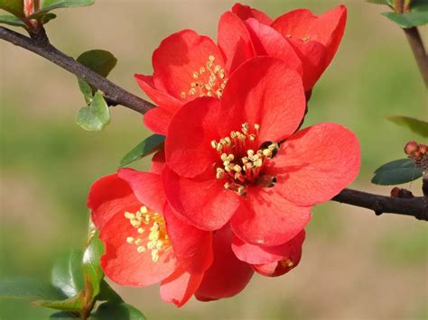 贴梗海棠（皱皮木瓜）蔷薇科，花红色，3-5簇生，先叶开放，梗极短。花3～5月，果熟10月。