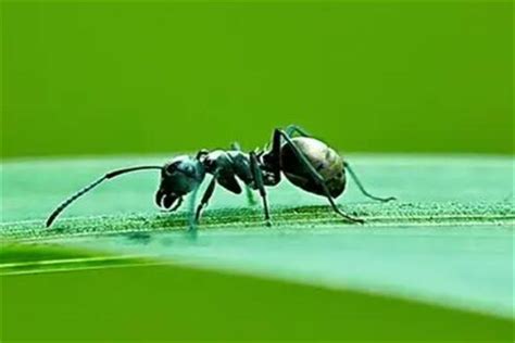 黑蚂蚁为什么怕红蚂蚁?红蚂蚁攻击力强大(竞争关系)_奇趣解密网