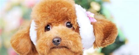 贵宾犬和泰迪的区别 – 中国宠物网