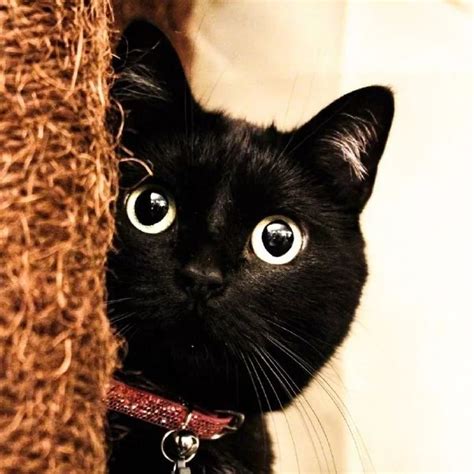 黑猫品种名称及图片,纯黑猫的品种,玄猫和黑猫区别图片_大山谷图库