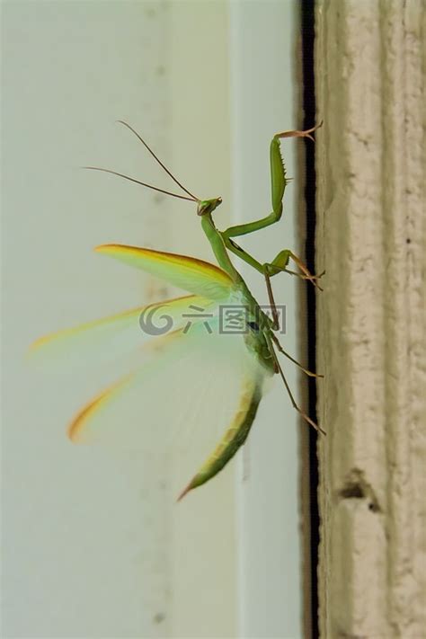 螳螂,昆虫,绿色高清图库素材免费下载(图片编号:6893813)-六图网