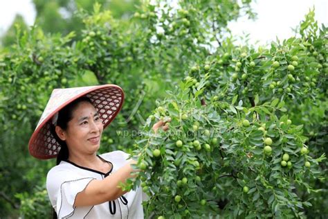 安徽淮北：枣树种植助力脱贫-人民图片网