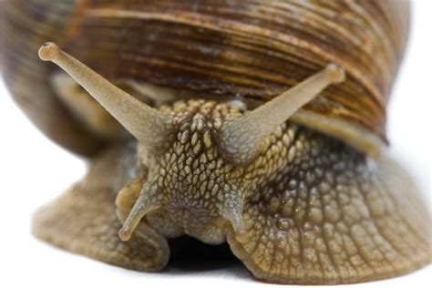 蜗牛到底有多少颗牙齿？把蜗牛嘴巴放大以后，具体数字太吓人