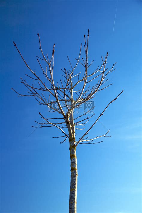 树干一棵孤独的立树一棵没有叶子的树靠在蓝天上一棵没有叶子的树靠在蓝天一棵孤独的立树白色颜高清图片下载-正版图片307890254-摄图网