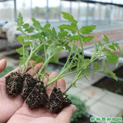 保罗•马森 的图像结果