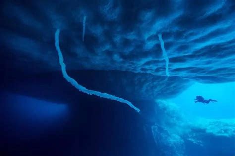你从未见过的深海生物，在摄影师镜头下竟是如此惊艳！ - 海洋财富网
