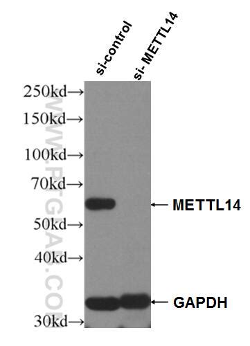 METTL14 Antibody 26158-1-AP | Proteintech
