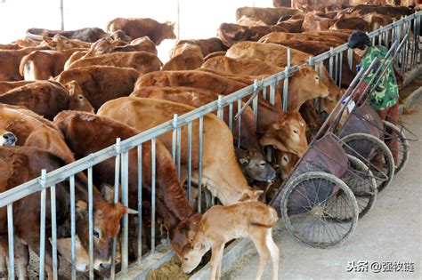 在农村养牛，掌握肉牛的育肥技术，让效益冲刺！