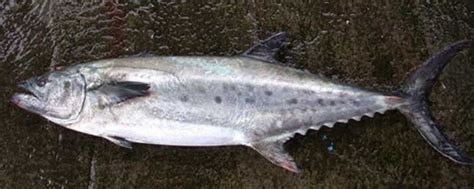新鲜大西洋鲭鱼高清图片下载-正版图片507082933-摄图网