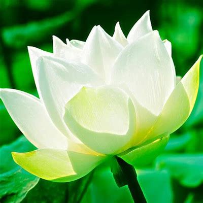 女生温柔头像莲花
