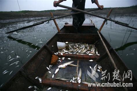 府河武汉段出现大量死鱼 渔民打捞流向市场|武汉|死鱼|市场_新浪新闻
