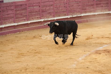 葡萄牙斗牛表演惊险刺激 斗牛士被扑倒在地 - 千奇百怪 - 华声论坛