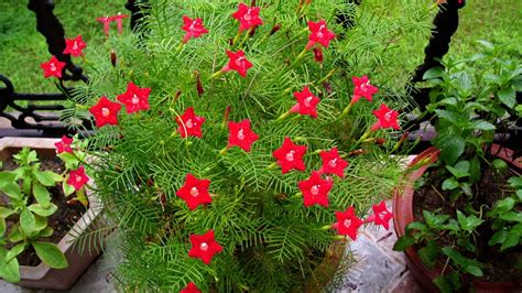 茑萝花图片