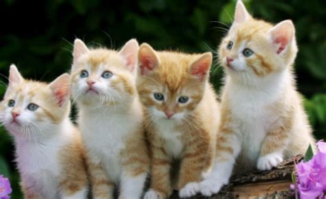 小猫的英文名是什么，小猫的名字英文名-酷派宠物网