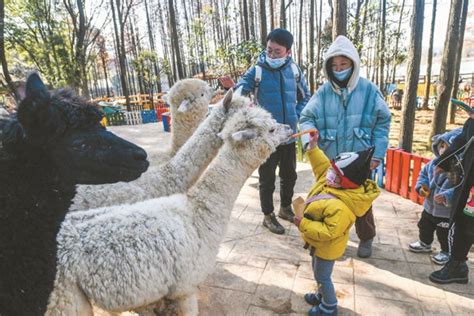 武汉森林野生动物园开业了吗 门票多少钱-旅游官网