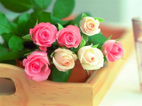 九朵玫瑰花代表什么意思 9朵白玫瑰代表什么意思_婚庆知识_婚庆百科_齐家网