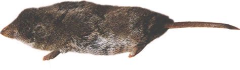 中鼩鼱 Sorex caecutiens - 物种库 - 国家动物标本资源库