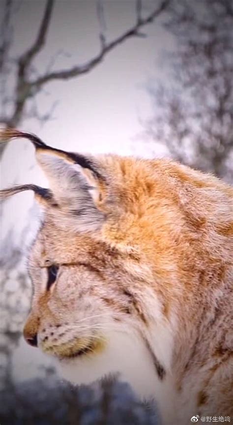 猞猁（学名：Lynx (山狸子)）：属于猫科，体型似猫而远大于猫……|新冠肺炎_新浪新闻