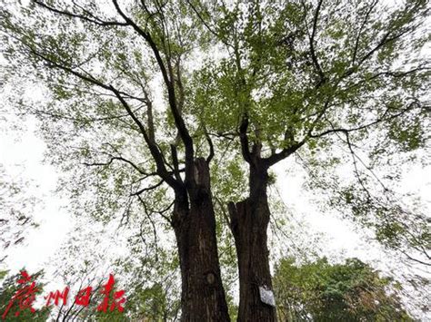 千年古樟树2800年,中最大的樟树,德化美湖樟树王_大山谷图库