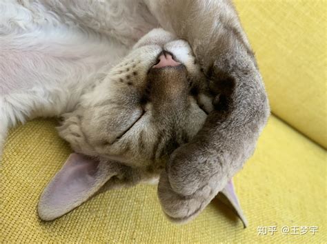 猫睡在人的床上可能会导致哪些健康问题？ - 知乎