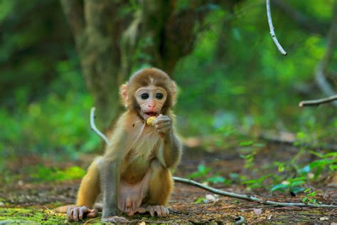 猴子|摄影|宠物摄影|ylm2438 - 原创作品 - 站酷 (ZCOOL)