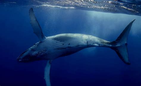 科学家在南海首次发现鲸落，鲸落是什么？具有怎样的价值？|南海|鲸鱼|尸体_新浪新闻