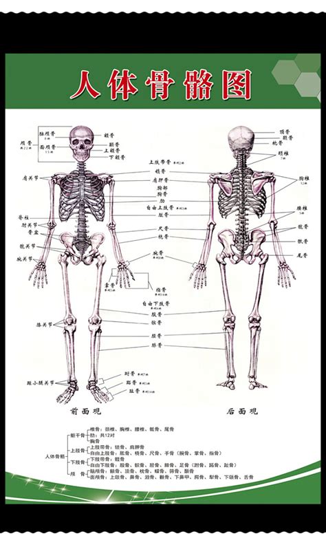 人体骨骼结构图 #素描#