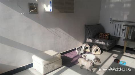 1月20日，上海，主人刚晾上过年的肉，结果自家猫咪… #猫咪的迷惑行为 #家有傻猫 #萌宠_凤凰网视频_凤凰网