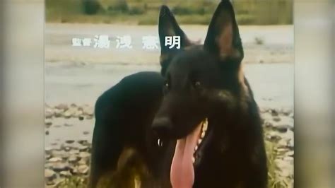 《警犬卡尔》聪明勇敢的牧羊犬，是正义的化身，由此我喜欢上养犬_腾讯视频