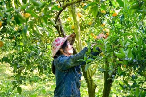 在柑橘种植园采摘柑橘的情侣高清图片下载-正版图片502068627-摄图网