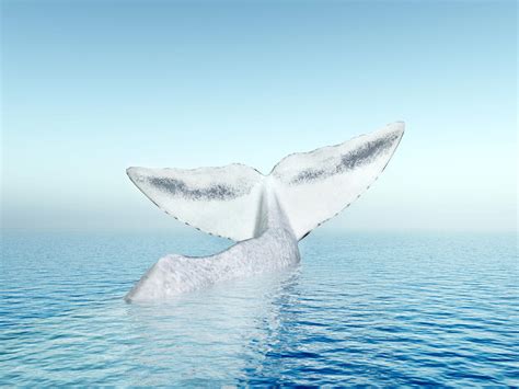 看鲸鱼是怎么呼吸的_腾讯视频