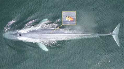蓝鲸吞食的时候张开的大褶皱太美了！潜水直击蓝鲸进食的秘密？_腾讯视频