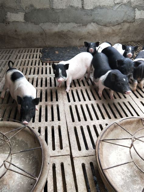宠物巴马香猪苗价格 二十多斤巴马香猪-农业网