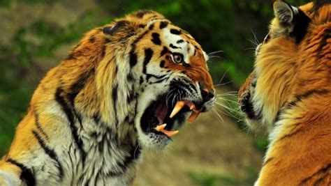 老虎会把猫当小老虎吗，老虎会觉得猫是同类吗 - 精选问答 - 懂了笔记