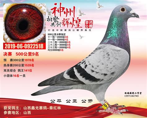 鸽图欣赏--中国信鸽信息网相册