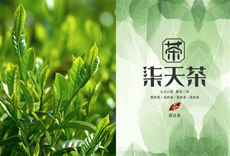 茶叶品牌LOGO设计优质案例图片赏析 - 艺点意创