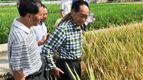 杂交稻为什么难吃？答案在超级水稻的神话体系里