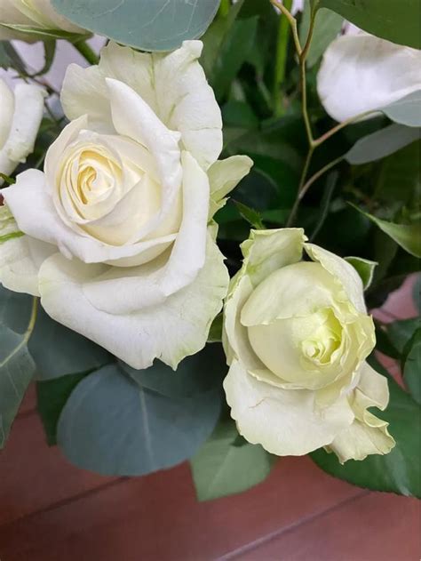 白玫瑰不能随便送人(纯洁浪漫的白玫瑰，是求爱之花 ️ ️ ️) - 【爱喜匠】