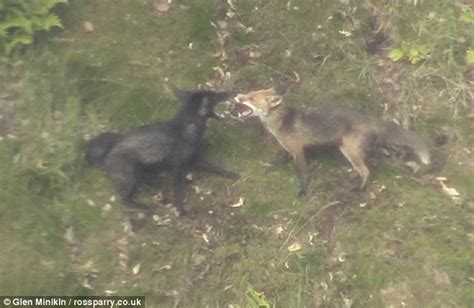 英国男子拍得珍贵黑狐狸玩耍片段 - 神秘的地球 科学|自然|地理|探索