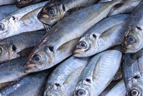 沙丁鱼的营养价值,吃鲱鱼的好处_健康大百科
