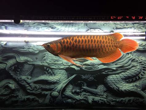 酒泉水族馆梦吉尔F1 - 红头利鱼 - 广州观赏鱼批发市场