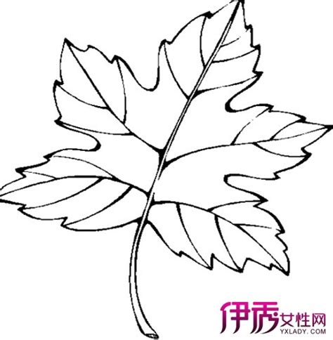 枫叶植物简笔画图片 枫叶怎么画- 老师板报网