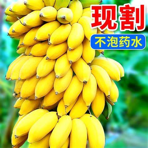 红蕉福建土楼红美人香焦火龙蕉应季新鲜水果香甜红皮香蕉一件代发-阿里巴巴