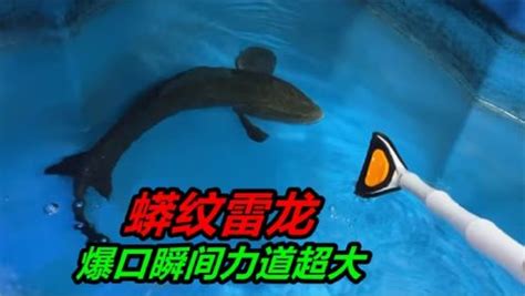 长江黑鱼“入侵”美国多地水域 专家建议捕获后立刻杀死|黑鱼_新浪新闻